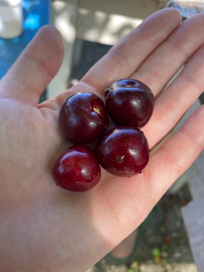 A close-up shot shows a person's palm holding four dark red cherries. The cherries are round and shiny with water droplets on their surfaces. The hand appears pale and the skin texture is visible. The background is blurred, showing what appears to be an outdoor setting with some greenery and a blue surface. The image does not provide any information or context related to the city of Маринопіль, Ukraine.