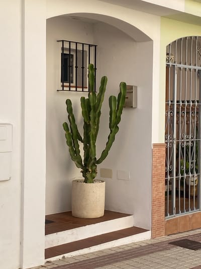 The image depicts a section of a building facade in Cancelada, Spain. Dominating the foreground is a large potted cactus situated on a raised platform with tiled steps. To the left, a white wall features a small, barred window and a silver mailbox. To the right, a decorative metal gate with vertical bars and ornate scrollwork protects a doorway or window, behind which plants are visible. The building's exterior is painted white, with contrasting light yellow trim above the gated entrance. The ground in front of the building is paved with a patterned tile arrangement. The scene is static and does not contain any people or discernible actions.