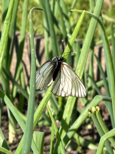 A butterfly with white wings, patterned with black veins, rests on a thin green plant stalk. The butterfly's body is dark and its antennae are delicate and thin. The surrounding environment consists of numerous similar green plant stalks, with some brown soil visible in the background. The scene is outdoors, suggesting a natural or garden setting. The image does not provide any information about the location in the city of Ovsyanka, Russia.