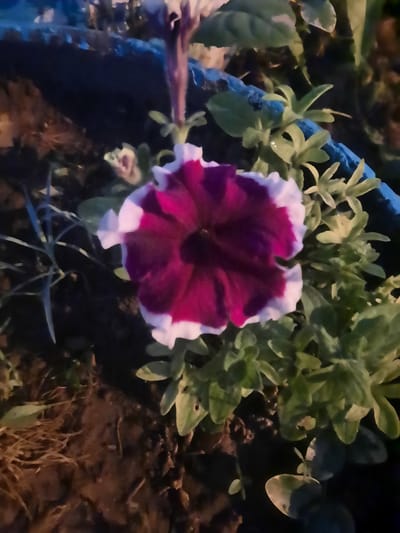 In Kiblych, Ukraine, a close-up, dimly lit photograph captures a single, vibrant petunia flower with deep purple petals edged in white, set against a backdrop of dark soil and green foliage. A blue-painted element, possibly a border or planter edge, runs diagonally across the upper portion of the frame. The lighting suggests it is either dusk or nighttime, with artificial light illuminating the flower and its surroundings. No people are visible in the image, and no discernible actions or interactions are taking place. The scene is naturalistic, depicting a flower in its garden environment.