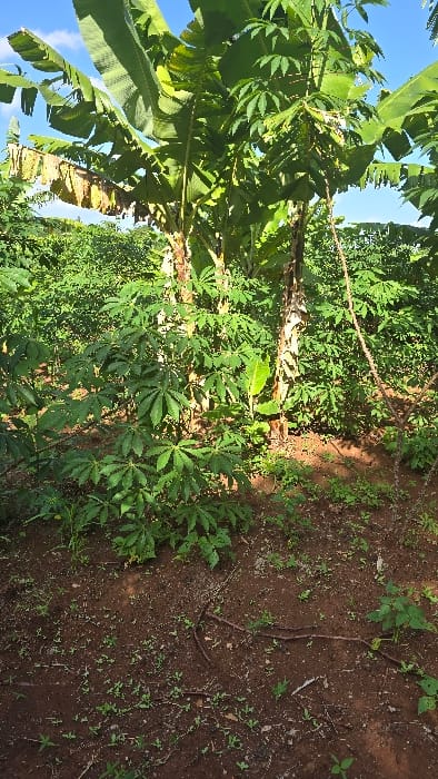 This image depicts an agricultural scene, likely a farm or garden, under bright, clear daylight. The main subjects are various green plants cultivated in reddish-brown soil, beneath a blue sky.
Prominently featured are several banana plants (Musa genus) with their large, broad green leaves, some exhibiting minor tears. Interspersed among these and extending into the foreground are numerous cassava plants (Manihot esculenta), identifiable by their distinctive palmate leaves with deep lobes. These plants vary in size, suggesting different stages of growth.
The ground is composed of exposed, reddish-brown earth, which appears tilled or well-maintained. Scattered across the soil are small green plants, possibly weeds or young growth, along with some organic debris like small branches or roots. In the background, further dense green foliage indicates more cultivation or natural vegetation.
The clear blue sky, visible through the canopy of leaves, indicates sunny weather. No people or animals are visible, and no specific activity is taking place within the frame, though the scene clearly represents an agricultural setting. The mixed cultivation of banana and cassava is characteristic of tropical regions, aligning with the location context of Shimbi Mashariki, Tanzania. There is no visible text in the image.