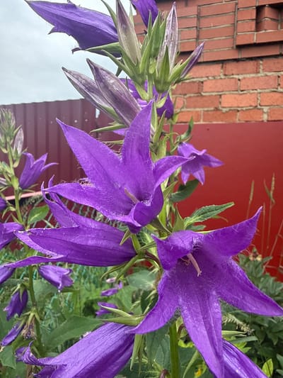 This is a close-up, vertically oriented photograph of purple bellflowers. The flowers are the dominant subject, with several in sharp focus and others blurred in the background. The petals are elongated and flared, with visible fuzz or fine hairs along their edges and surfaces. Some of the flowers are fully open, revealing their stamens, while others are still in bud form, with pointed, closed petals. The stems and leaves are a vibrant green.
In the background, a red wall and a brick wall are visible, suggesting an outdoor setting. The lighting appears to be natural, possibly indicating daytime. There is no visible text in the image. The scene evokes a sense of natural beauty and growth, with the vibrant colors of the flowers contrasting with the more subdued background elements. The close-up perspective emphasizes the intricate details of the flowers, drawing the viewer's attention to their delicate structure and texture. The overall mood is peaceful and serene.
