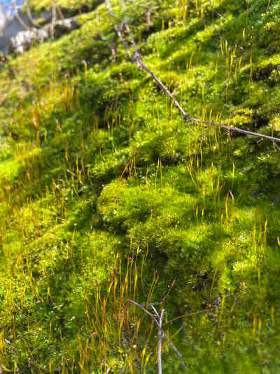 A close-up, high-angle view captures a dense growth of vibrant green moss covering an uneven natural surface in Dračevice, Bosnia and Herzegovina. The moss carpet is populated by numerous slender, upright sporophytes, exhibiting yellowish-green stalks (setae) and developing capsules that range in color from light green to orange-brown. Strong, direct sunlight illuminates the scene, creating bright highlights across the textured moss and sporophytes, with some shadowed depressions. Several thin, desiccated brown twigs are embedded within or rest upon the moss, primarily in the lower right and mid-right sections of the frame. No human subjects, animals, or artificial structures are present.