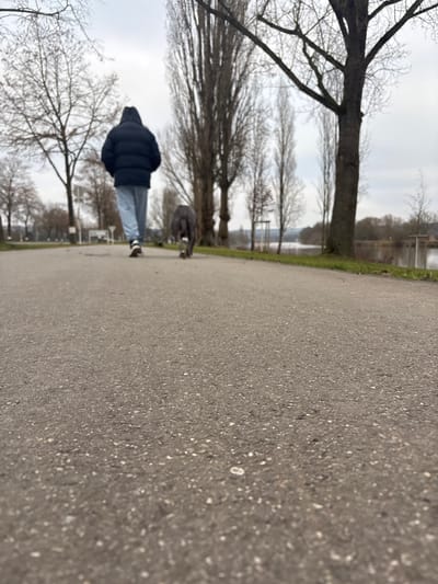 The image presents an outdoor scene within Bech-Kleinmacher, Luxembourg, captured from a low-angle perspective of a grey asphalt pathway. A single individual, viewed from behind, is walking away from the camera, wearing a dark, hooded puffer jacket, light-colored pants, and athletic shoes with white soles. Immediately ahead of this person, a dark-furred dog walks in the same direction on the pathway; a red object is visible on its right rear paw. The pathway is bordered on the right by a strip of green grass, beyond which a calm body of water is visible. Numerous bare deciduous trees line both sides of the pathway, with tall, thin trees prominently featured on the right. The sky is uniformly overcast and light grey. Indistinct white structures are visible in the distant background along the left side of the pathway.