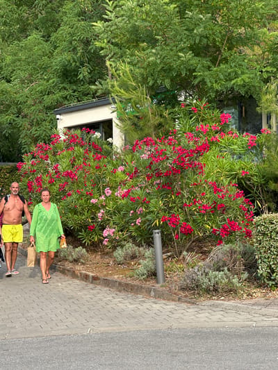 In Tar, Croatia, two people are captured in a full-body outdoor photograph. The man, bare-chested with yellow shorts, stands beside a woman wearing a bright green cover-up and black sandals. Both appear to be holding paper bags, suggesting a shopping trip or recent purchase.
The scene is set against a backdrop of lush greenery and vibrant red and pink oleander flowers, indicating a warm climate and likely daytime. A building, partially visible, suggests a residential or commercial area. The ground is a combination of a paved sidewalk with a brick pattern and an asphalt road. The overall impression is one of leisure and a relaxed atmosphere, possibly during a holiday or vacation. The lighting suggests it is daytime, with the sun casting shadows and illuminating the scene. No visible text is present in the image.