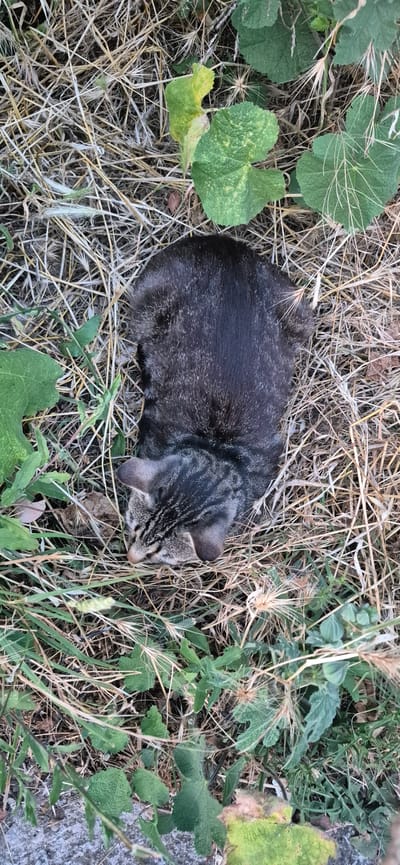 A tabby cat is lying in dry grass and green leaves. The cat is dark gray with black tabby markings and light gray and white markings on its face and chest. Its eyes are closed and its head is lowered. The cat appears to be resting or sleeping in a natural outdoor environment. The location is Ivanovići, Montenegro.