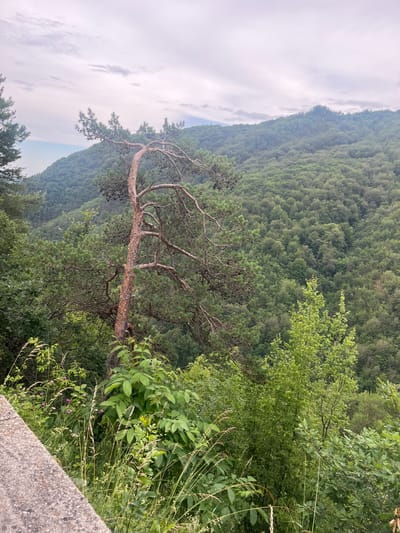 The image shows a mountainous landscape covered in lush green forests under a cloudy sky. In the foreground, there is a twisted pine tree with sparse needles and cones, its trunk exhibiting a reddish-brown, textured bark. To the left of the pine tree, a concrete barrier is visible, with tall grasses and small flowering plants growing along its edge. The background is dominated by rolling hills densely packed with a variety of trees, creating a deep, verdant expanse. The overall impression is one of a natural, remote environment, likely a scenic overlook or hiking trail in the mountainous regions surrounding Pechinska, Bulgaria. There are no people or animals depicted in the image.
