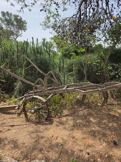 The image shows a vintage, metal farm plow resting in a wooded area. The ground is covered with dry leaves, pine needles, and other organic debris. The plow is heavily rusted and appears to be non-functional. It has two metal wheels, a frame, and tilling components. Various trees and shrubs surround the plow. The location is likely in a rural or semi-rural area within the Mate Yehuda Regional Council, Israel, given the natural environment. No people, actions, or interactions are visible in the image.