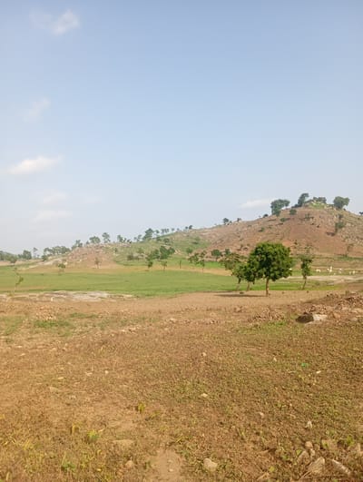 The image depicts a rural landscape near Tasha, Nigeria, under a clear, pale blue sky with a few wispy clouds. The foreground is dominated by dry, reddish-brown earth with sparse, dry grass and scattered stones. In the middle ground, a strip of green grass separates the dry earth from a gently sloping, rocky hillside. This hillside is sparsely covered with green grass and dotted with numerous scattered trees, some of which are bare. The crest of the hill is also rocky, with more trees growing along the ridge. Beyond the green grass, in the mid-ground, there are several more trees, including a prominent, lush green tree in the center. Further back, a few white animals, possibly cattle, are visible grazing in a more distant green area. The overall scene suggests a natural, undeveloped environment.