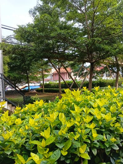 Green bushes dominate the foreground, their vibrant leaves highlighted by the sun. Above, taller trees with leafy branches reach across the scene, some supported by wooden frames. In the background, buildings with reddish rooftops are partially obscured by the trees and greenery. A metal structure is seen on the left near a set of stairs and a green bin, adding a touch of urban elements to the natural setting.