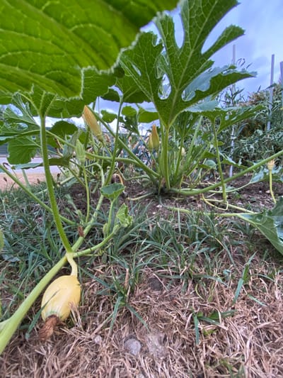 The image shows a close-up view of a squash plant growing in a garden. The plant has large, green, lobed leaves that are partially obscuring the view of the sky. Several yellow squash flowers are visible, some in bud and some open. A small, pale yellow squash is growing near the base of the plant, resting on the dry brown grass and soil. The garden appears to be located outdoors, with other plants and garden stakes visible in the background. The sky is overcast with a bluish-gray hue. The overall scene suggests a cultivated garden setting. There are no people or animals visible in the image. The image is a photograph taken from a low angle, looking up into the plant.