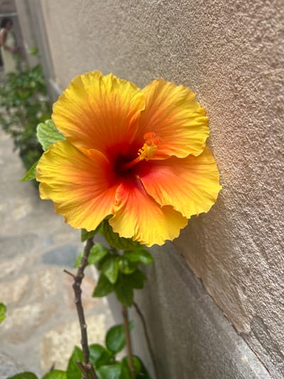 A close-up, high-angle shot features a vibrant hibiscus flower with yellow and orange petals, tinged with red at the center. The flower is positioned against a textured, light-brown wall, its petals slightly curled. To the left of the flower, a thin, dark stem with green leaves is visible, extending downwards. The background shows a blurred view of a paved walkway and a hint of greenery, with a person faintly visible in the distance, suggesting an outdoor setting. This scene is consistent with the aesthetic found in the town of Pollença, Spain, characterized by its stone pathways and natural vegetation.