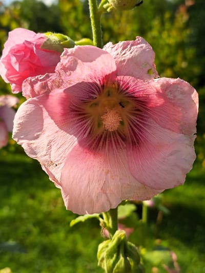 A close-up, eye-level, vertical shot captures a vibrant pink hollyhock flower in bloom. The flower's delicate petals, tinged with deeper pink veins radiating from the center, are slightly wilted and show signs of wear. A small black ant is visible on the stamen. In the background, a blurred expanse of lush green foliage suggests a garden setting. The lighting is natural, casting soft shadows on the petals. The image appears to be taken outdoors, likely during daylight hours, in a location like the city of Kalinka, Russia, given the mention of the city's name.