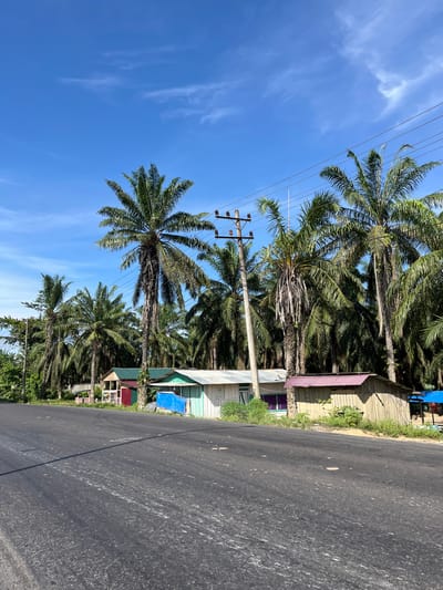 The image depicts an outdoor scene alongside a road, likely in Bukitrata, Indonesia. The sky is a vibrant blue with sparse, wispy white clouds, suggesting a clear and sunny day. Tall palm trees with lush green fronds are prominent subjects, lining the side of the road and extending into the background. Their presence indicates a tropical or subtropical climate.

Along the road, there are several small buildings or structures. Some appear to be simple dwellings or shops with colorful roofs and walls, suggesting a populated area, possibly a village or roadside settlement. One structure has a light-colored metal roof, and another is partially covered by a bright blue tarp. In front of some of these buildings, there is green vegetation and grass.

The road itself is asphalt, appearing dark gray and showing some wear with scattered light-colored marks or debris. Utility poles with electrical wires are visible, running parallel to the road and passing behind the palm trees, a common sight in populated areas.

The perspective is from a low angle, looking up towards the palm trees and the sky. The image is oriented vertically, with the road and buildings running along the right side and the sky and palm tree canopies dominating the left. The time of day is likely daytime, given the bright sunlight and the clear sky. No people are explicitly visible in the image, but the presence of the buildings implies human habitation. No text is readily apparent in the image. The overall impression is one of a roadside view in a tropical, inhabited location.