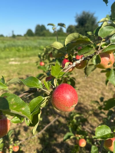An apple tree branch laden with ripe red apples is captured in sharp focus in the foreground. The apples are round and red, with some showing hints of green and yellow. Lush green leaves surround the fruit, some with slight imperfections. The branch is a dark brown, typical of an apple tree. In the background, the scene is softly blurred, revealing a field of green grass under a clear blue sky. The overall impression is that of an orchard on a bright, sunny day. There are no people visible in the image. The location is Turovo, Russia.