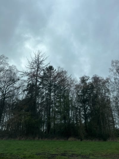 This image depicts a landscape in Invergowrie, United Kingdom, under an overcast sky. The upper two-thirds of the frame are dominated by a grey, cloudy sky with diffuse lighting. The middle ground features a dense line of mixed woodland stretching horizontally across the entire width of the scene. This woodland comprises various tree species, including bare-branched deciduous trees, particularly on the left and right edges, and a prominent collection of dark green conifer-like trees within the central mass. A tall, slender, possibly dead conifer with sparse, upward-sweeping branches stands centrally, its apex extending into the sky. The lower third of the image shows a strip of green grass in the foreground, with some darker, possibly muddy patches visible on the ground. No people, animals, or man-made structures are overtly visible within the woodland or foreground. The overall scene suggests a cool, possibly damp, outdoor environment, characteristic of late autumn or winter.