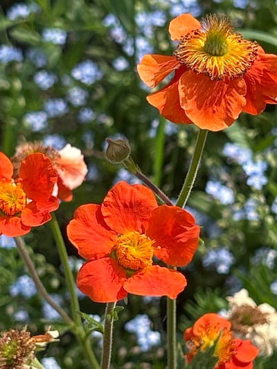 The image is a close-up shot of several orange flowers with yellow centers, set against a blurred background of green foliage and small blue flowers. One prominent flower in the upper right exhibits delicate, ruffled petals and a detailed center composed of thin, yellow stamens surrounding a green pistil. To the left, a flower is partially visible, showing its orange petals and yellow center. In the lower portion of the image, another orange flower is in focus, revealing similar petal and center structures. A closed bud is also visible on a thin stem. The lighting suggests it is daytime, with the sunlight highlighting the texture and vibrant colors of the flowers. The scene is an outdoor environment, likely a garden or a natural setting. No specific details about a location in the city of 115 Km, Russia are present in the image.