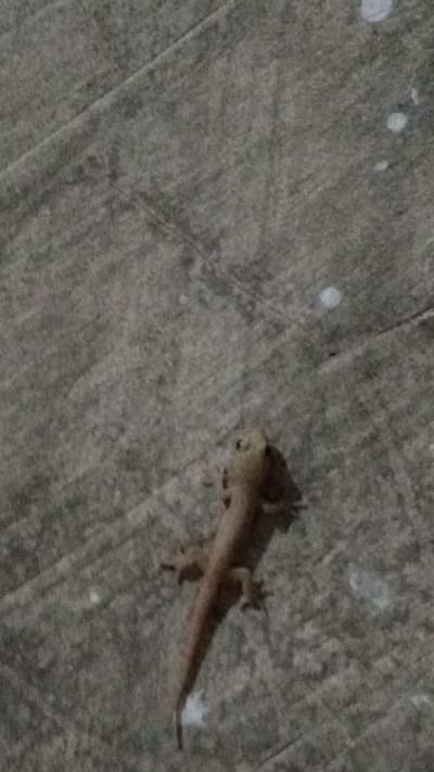 A small, brown gecko is visible on a grey, textured surface. The surface appears to be made of concrete or paving stones, with visible lines indicating joins between sections. There are several small, white or light-colored spots scattered across the surface, which could be water droplets or debris. The gecko is positioned in the lower-middle portion of the image, with its body extending diagonally upwards. Its head is to the right, and its tail tapers off to the left. The gecko's limbs are spread out, suggesting it is clinging to the surface. The lighting in the image is dim, and the overall image is somewhat blurry, making it difficult to discern fine details. The scene is consistent with an outdoor environment in Uteunreutoh, Indonesia, possibly on a sidewalk or a paved area.