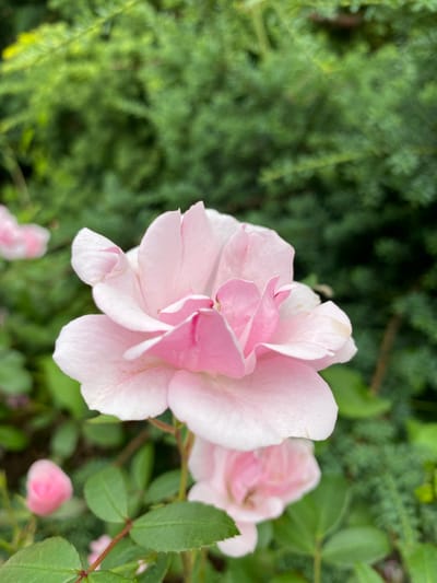 The image is a close-up, vertical shot of a light pink rose bloom with delicate, layered petals. The rose is the primary subject, positioned in the right half of the frame, with its petals slightly curled and unfurling. A hint of a deeper pink is visible towards the center of the bloom. To the left and background, a soft-focus green foliage, likely from a conifer or dense shrubbery, creates a contrasting backdrop. Several other elements are visible in the scene: to the right of the main rose, another pink rose is partially visible, also out of focus, and further down, a small, tightly closed pink rosebud. Green leaves and thin stems are scattered throughout the lower right portion of the image, some showing hints of red. The lighting suggests it might be daytime, possibly overcast or in shade, as there are no harsh shadows and the overall illumination is soft. The scene appears to be an outdoor garden setting. There is no visible text in the image.