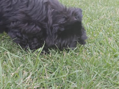 The image shows a close-up, low-angle shot of a black dog with shaggy fur partially obscured by green grass. The dog is positioned in the center of the frame, with its head turned to the right and its snout hidden in the grass. The environment is a grassy area, possibly a lawn or a field. There are no discernible landmarks or features that would indicate a specific location within Podstepki, Russia, or any other city. The lighting suggests it is daytime.