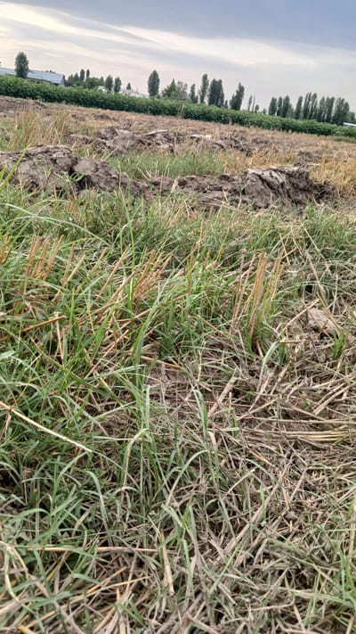 An overcast day in Saidaul, Uzbekistan, the image captures a freshly plowed field. The foreground is dominated by sparse green grass and dry stalks, remnants of a previous harvest, covering the uneven, muddy soil. In the middle ground, the plowed earth is rough and clumpy, indicating recent agricultural activity. The background reveals a row of healthy green plants, likely crops, stretching horizontally across the frame, bordered by a line of tall, slender trees. A few structures, possibly farm buildings, are visible behind the green plants. The overall scene depicts a rural, agricultural setting under a cloudy sky.