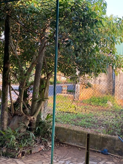The image presents an outdoor scene in Đak Đoa, Vietnam, under bright daylight conditions. The foreground features a partially wet or discolored paved surface. A prominent dark green vertical pole stands slightly left of center. To the left of this pole, a large tree with multiple thick trunks rises from a brick-lined base, surrounded by dense undergrowth. To the right of the pole, a low, weathered concrete wall runs horizontally, with a blue water meter visible at ground level below it. Behind the concrete wall and tree, a chain-link fence serves as a property boundary, extending horizontally across the midground. Beyond the fence, an unkempt grassy area is visible, leading to a narrow asphalt road. On the far side of the road, a light-colored concrete bench or table with a small decorative object is situated. In the background, a building with a plain concrete wall and a section of green corrugated metal roofing is visible on the right, while the upper portion of the frame is dominated by dense green tree foliage. No human figures are present.
