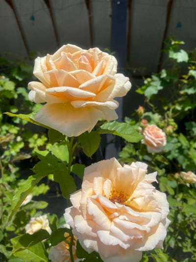 Two light peach roses are in focus in the foreground of this outdoor, medium shot. The rose in the bottom right is in sharp focus and its petals are a soft peach color. The rose in the top center is also in focus, but slightly less so, with a few droplets of water on its petals. In the background, more roses and green leaves are visible, some out of focus. The scene appears to be in a garden, possibly in Muxax, Azerbaijan, under bright sunlight, with a dark, blurred structure in the background.