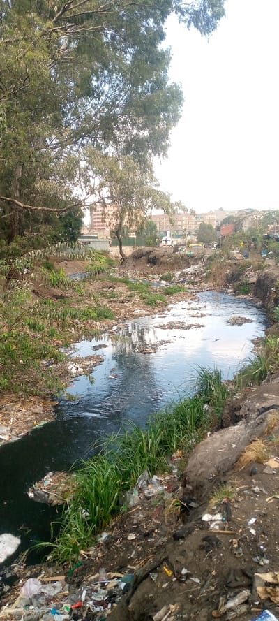 This image depicts a highly polluted river or stream winding through an urban-fringe environment in Thika Township ward, Kenya. The foreground and immediate riverbanks on both sides are heavily covered with a dense accumulation of refuse, including plastic bottles, bags, wrappers, and other discarded debris mixed with soil and sparse green vegetation. The water itself is dark and murky, particularly on the left, with numerous patches of floating trash and foam visible across its surface, reflecting the bright, hazy sky.
In the midground, the river curves from the lower left towards the upper right. The banks are uneven and show signs of erosion, with exposed earth contributing to the littered landscape. Tall green grasses and some leafy plants grow intermittently along the water's edge.
The background features a mix of natural and built elements. On the far left, a large tree with a dense canopy of green leaves partially frames the scene. Further back, on the right side of the river, several multi-story buildings with reddish-brown facades are visible, suggesting urban development. Below these buildings, near the river, a few small, indistinct figures, possibly people and what appear to be two small vehicles (e.g., tuk-tuks), are present on a dirt path or bank. The overall environment indicates significant human activity and waste disposal directly into and along the waterway. The sky is bright and largely clear. No specific actions or interactions are clearly discernible among the distant figures.