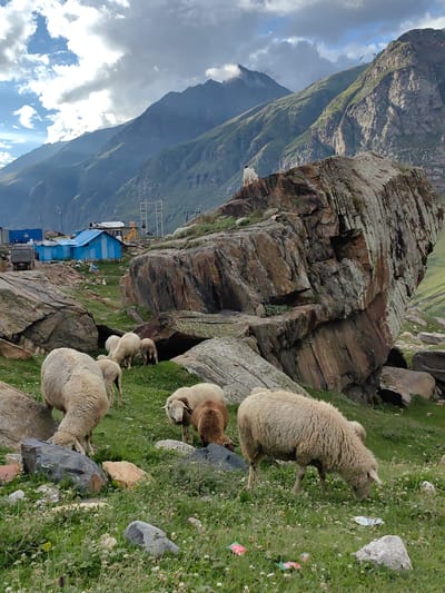 The image depicts a pastoral scene in the mountainous region of Gramphu, India. In the foreground, several sheep graze on lush green grass dotted with small white flowers. Some rocks are scattered amongst the grass. A large, weathered rock formation dominates the mid-ground, with a single white sheep standing atop it, surveying the landscape. Behind the rock formation, a cluster of small blue structures, possibly temporary dwellings or sheds, are visible. Further in the background, imposing, rugged mountains rise steeply, their peaks shrouded in a dramatic, cloudy sky. The overall environment suggests a remote, high-altitude location.