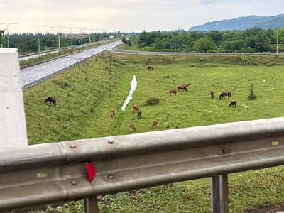 The image depicts a rural scene near the city of Nigaitis Temi, Georgia. A highway runs through a grassy landscape populated by several cows and horses grazing in fields. The highway is bordered by a metal guardrail and streetlights. In the background, lush green trees and rolling hills under a cloudy sky dominate the horizon. A small stream or ditch cuts through one of the fields. A concrete barrier is visible in the foreground on the left side of the image, and a section of the metal guardrail is prominent in the lower portion of the frame, showing wear and a red reflector.