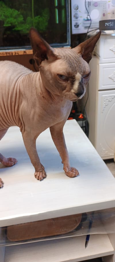 A hairless cat, likely a Sphynx, is standing on a white surface, possibly a table or shelf. The cat has prominent skin folds and large ears. Its eyes are blue and appear to be looking to the right. The background shows a blurred aquarium with green plants and some household furniture, including white cabinets and a shelf with a visible pen. The scene appears to be indoors, in what could be a residential setting in Beregovoe, Ukraine, given the prompt. There are no people visible in the image.