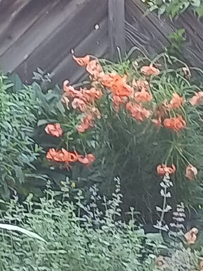 The image shows a close-up view of a flowerbed with several orange lilies blooming. The lilies are clustered together and appear to be in full bloom, with some of the flowers facing upwards and others drooping downwards. The flowers are set against a backdrop of lush green foliage. To the upper left, a wooden fence or structure is visible, with diagonal planks. The overall impression is of a vibrant and natural garden scene. No people or actions are depicted.