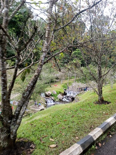 A scenic view depicts a gentle waterfall flowing through rocks, with several people enjoying the waters. The surrounding landscape features lush green grass and various trees. The trees in the foreground, notably the ones on either side, have distinctive bark patterns. A concrete curb runs along the bottom-right edge of the image. The backdrop blends into a verdant forest.