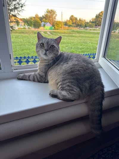 A grey tabby cat is sitting on a white windowsill, looking at the camera. The cat has green eyes and is facing the viewer. Behind the cat, through the open window, is a green field with trees and houses in the distance. The sun appears to be setting, casting a warm glow on the scene. The cat's tail is hanging down the side of the windowsill.