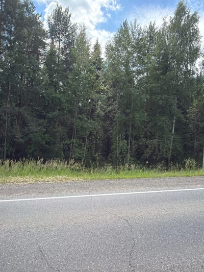 The image depicts a roadside scene in Pavlovskii, Russia, under a partly cloudy sky. On the left, a dense line of deciduous trees forms a natural backdrop. The trees are lush and green, with some taller specimens featuring white bark, possibly birch trees. The foliage is thick, obscuring much of the detail within the forest. A grassy verge separates the trees from the road.
On the right side of the image is an asphalt road, clearly marked with a solid white line delineating the lane. The road surface shows signs of wear, with some cracks visible, suggesting it is a well-traveled route. The sun is shining, casting a bright light that illuminates the scene, indicating it is daytime. The sky above the trees is a bright blue, dotted with fluffy white clouds, suggesting fair weather. There are no people or vehicles visible in the image, focusing the attention on the natural landscape and the man-made road. The overall impression is one of a peaceful, rural or semi-rural setting.