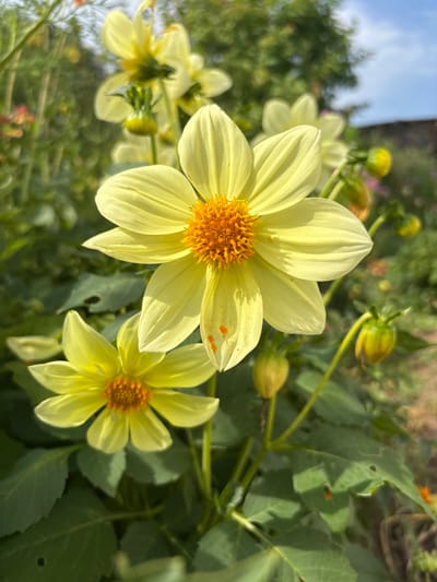 The image showcases a close-up view of two yellow dahlia flowers in bloom, with a shallow depth of field blurring the background foliage and sky. The larger flower, positioned prominently in the foreground and slightly off-center to the right, displays delicate, pointed petals radiating from a vibrant orange and yellow central disk. Some subtle reddish-orange speckles are visible on its petals. Below and to the left, a smaller, similar dahlia is also in bloom, with its orange center peeking through. Several unopened green flower buds are scattered throughout the frame, some hanging downwards and others pointed upwards. The leaves of the dahlia plants are a deep green and appear slightly weathered, with some small holes evident. In the background, out-of-focus greenery and a hint of a stone wall suggest an outdoor garden setting. The sky above is a clear blue, with soft sunlight illuminating the scene. The image appears to have been taken in the village of Bolshelug, Russia, given the context provided.