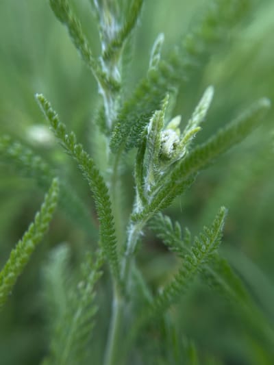 The image depicts a close-up view of green plant foliage. The leaves are narrow and feathery in texture, with a muted green color. Fine hairs or trichomes are visible on the surface of the leaves, giving them a slightly fuzzy appearance. The background is blurred, suggesting a shallow depth of field, further emphasizing the plant in focus. The image was taken in Popasne, Ukraine.