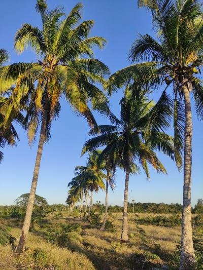 A scenic landscape featuring tall coconut palm trees lining a field under a clear blue sky. The trees' green fronds sway in the breeze. The field displays a mix of vegetation, suggesting a tropical or subtropical environment. The trunks of the palms are thick and textured. The image captures the tranquility of a tropical scene with a blend of natural elements.