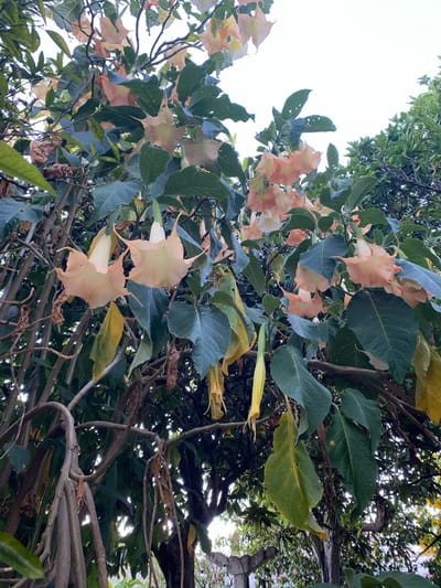The image shows a close-up view of a flowering tree with large, trumpet-shaped blooms in shades of peach and cream. The flowers hang in clusters amidst dark green, broad leaves. Some leaves appear to be yellowing or dried. The branches of the tree are thick and woody, with some vines or aerial roots visible. The background consists of a bright, overcast sky and the dense foliage of other trees, suggesting an outdoor setting. The scene appears to be a garden or natural area within the city of Olhão, Portugal, given the context provided. There are no people or animals visible in the frame. The overall impression is one of lush vegetation and blooming flowers.