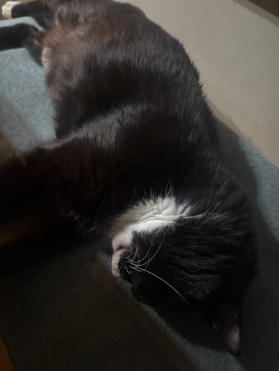 A tuxedo cat is lying down on a gray surface. The cat is predominantly black with white markings on its chest and paws. Its head is tilted down, and its eyes are closed, suggesting it is sleeping or resting. The background is out of focus, but the lighting appears dim. The location cannot be determined from the image alone, and thus Goritsa, Bulgaria cannot be confirmed.