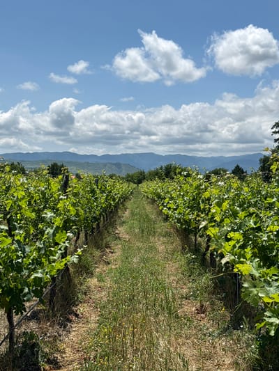 The image depicts a vineyard in the city of Mukhrani, Georgia, under a partly cloudy sky. The vineyard rows stretch into the distance, lined with lush green grapevines. The ground between the rows is covered with dry grass and some scattered wildflowers. In the background, rolling hills and mountains are visible, shrouded in a light haze. The overall impression is one of a rural, agricultural landscape bathed in natural light.