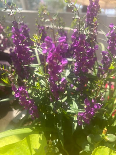 In Zikhron Yaakov, Israel, a close-up shot captures a cluster of vibrant purple flowers, possibly Angelonia or a similar species, in bloom. The flowers are arranged in tall, spiky inflorescences with numerous small, tubular blossoms. Green leaves and stems are interspersed throughout the floral display, some appearing slightly blurred due to the shallow depth of field. The lighting suggests a sunny outdoor environment, with sunlight filtering through the plants and casting soft shadows. In the foreground, a large, bright green leaf, possibly from a different plant, dominates the lower portion of the frame. The background is out of focus, hinting at a blurred outdoor setting, perhaps a garden or a balcony. No people or specific architectural details are clearly visible, keeping the focus solely on the botanical subject.