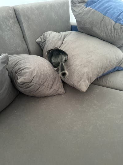 A domestic cat with gray and black striped fur is curled up asleep on a sectional sofa. The cat is resting on a large, plush, light gray pillow. The sofa is also upholstered in a light gray fabric. There are other pillows on the sofa: one is a large, light gray pillow, and another is a pillow with a band of light blue fabric. The scene appears to be indoors, likely in a living room. The lighting is soft and diffused, suggesting it might be daytime, possibly overcast or the room is not directly lit by sunlight. There are small, light-colored specks visible on the gray sofa fabric, which could be dust or lint. The overall impression is one of a peaceful, quiet moment. The location context provided is Dziekanów Leśny, Poland. No text is visible in the image.