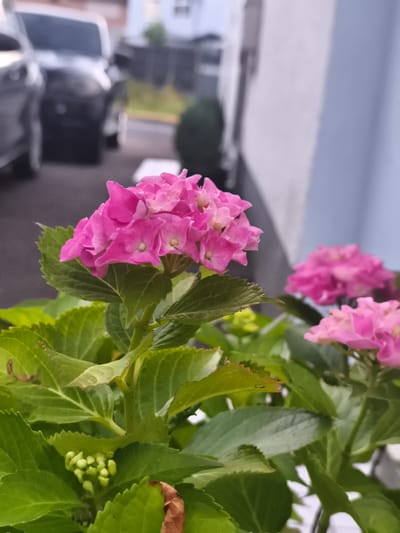 A close-up shot showcases a vibrant cluster of pink hydrangeas, their petals delicately unfurling. The flowers are positioned in the foreground, with lush green leaves surrounding them. In the background, out of focus, are two cars parked on a paved surface, likely a driveway or street, suggestive of a residential area. A portion of a light-colored building is visible to the right, and further back, a dimly lit green shrub adds depth to the scene. The overall impression is of a sunny day in a garden setting, possibly in Eitorf, Germany, judging by the implied residential architecture.