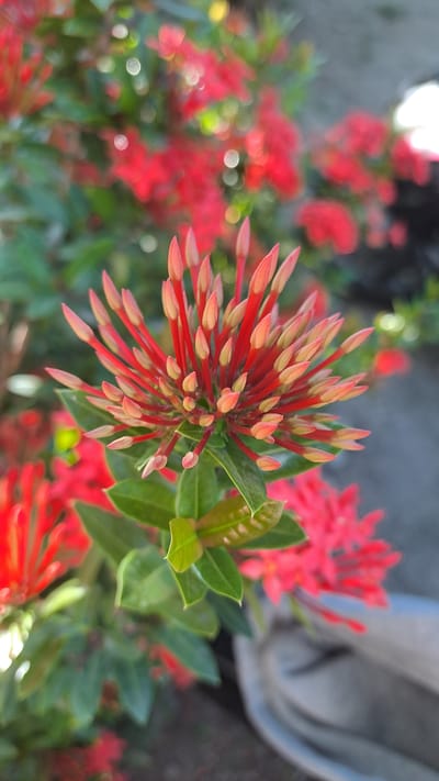 The image shows a close-up, slightly angled view of a cluster of red Ixora flowers, some in bud form and others partially open. The flowers are vibrant red and are the primary focus of the image, with their individual petals and stamens visible in sharp detail. These are surrounded by green leaves, some of which are glossy and appear healthy. The background is softly blurred, showing more out-of-focus red flowers and foliage, creating a bokeh effect. The ground beneath the plants is visible as a dark, textured surface, and to the right, a portion of a light gray, possibly ceramic or concrete, pot is visible. The lighting suggests it is daytime, possibly morning or late afternoon, given the soft highlights. The scene depicts a well-maintained garden or natural setting, common in residential areas of Bireuenmeunasahdayah, Indonesia, where Ixora plants are frequently grown for their colorful blooms. There are no people or animals visible in the image.
