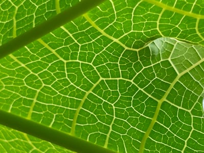 The image is a close-up, backlit view of a vibrant green leaf, showcasing its intricate network of veins. The veins form a delicate, geometric pattern, resembling a cellular structure or a miniature roadmap across the leaf's surface. The lighting accentuates the translucent quality of the leaf, with the veins appearing as brighter, raised lines against the slightly darker green of the leaf tissue. Two thick, dark green stems or veins run horizontally across the image, partially obscuring the detailed pattern of the leaf's vascular system. In the upper right portion of the image, a small, rounded area of the leaf appears lighter and more translucent, possibly indicating a water droplet or a thinner section of the leaf. The overall impression is one of organic complexity and natural beauty, highlighting the microscopic details of plant life. The image does not depict any specific location in the city of Ubitpayaitek, Indonesia.