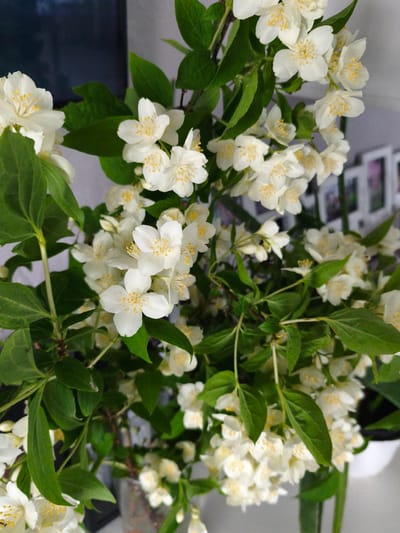 A close-up shot captures a bouquet of white jasmine flowers with prominent yellow stamen. The flowers are clustered on green stems and surrounded by lush green leaves. The background is out of focus, with hints of a dark surface on the left and a wall with framed items on the right. The scene appears to be indoors, possibly in a home or floral shop. There are no people or animals visible in the image. The location in the city of Brodi, Latvia, is not determinable from the visual information provided.
