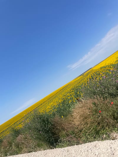 A vast field of sunflowers stretches into the distance under a bright blue sky. The sunflowers, with their yellow petals, dominate the landscape, appearing as a carpet of gold. Interspersed among the sunflowers are patches of smaller purple flowers. In the foreground, dry grasses and some red wildflowers are visible. The image is taken from a low angle, with the field tilted diagonally across the frame. The location is specified as Orliak, Bulgaria, suggesting this is a rural or agricultural area. There are no people or specific objects that would indicate urban activity.