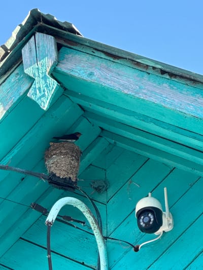 A medium shot captures a turquoise-painted wooden structure, likely part of an outdoor building, with a clear blue sky above. Prominently featured is a bird's nest constructed from mud and straw, perched on a thin wire. A small bird, possibly a swallow, is sitting on the edge of the nest, facing left. To the right and lower, a white and black surveillance camera is mounted on the wooden surface, its antenna extended. The camera is aimed downwards and slightly to the left. Wires are visible running across the frame, connecting to or near both the nest and the camera. The wooden planks of the structure show signs of weathering and age, with peeling paint. The scene appears to be outdoors in the city of Krasnyy Klyuch, Russia.