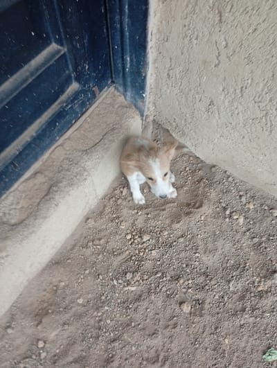 A small, light-brown and white puppy is crouched in a corner formed by a dark blue metal door and a rough, light-colored concrete wall. The ground is covered with loose dirt and small pebbles. The puppy is looking towards the camera with its ears slightly tilted. The overall environment appears to be an outdoor area, possibly near a building or an entrance. The scene is dimly lit. The location is identified as Dong, Nigeria.